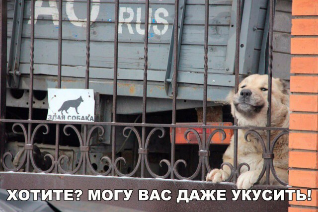 Подборка забавных животных
