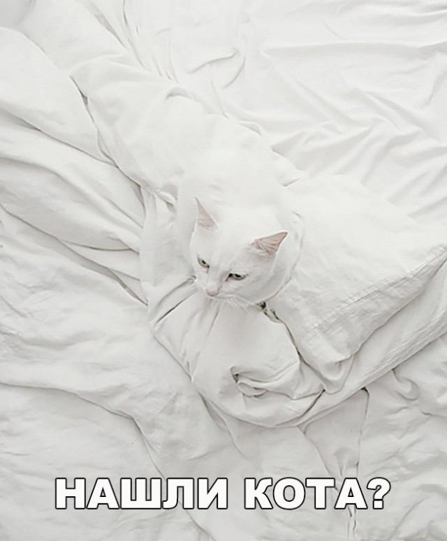 Коты и Кошки