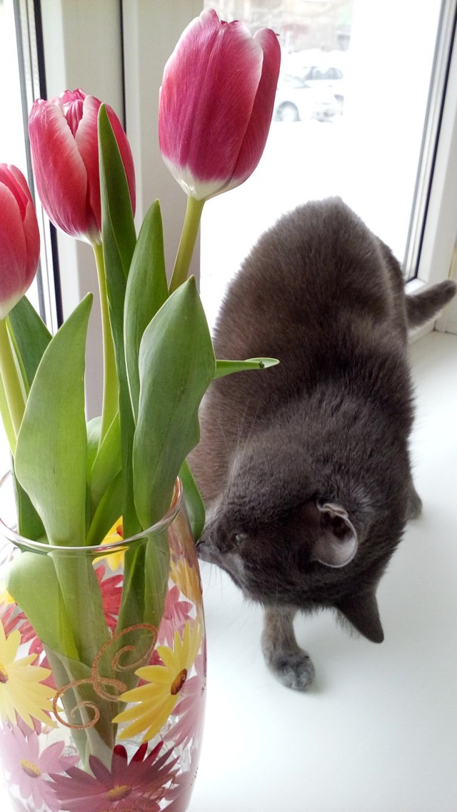 Коты и Кошки