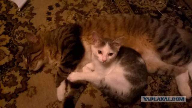 Жизнь домашнего приюта для котеек 174