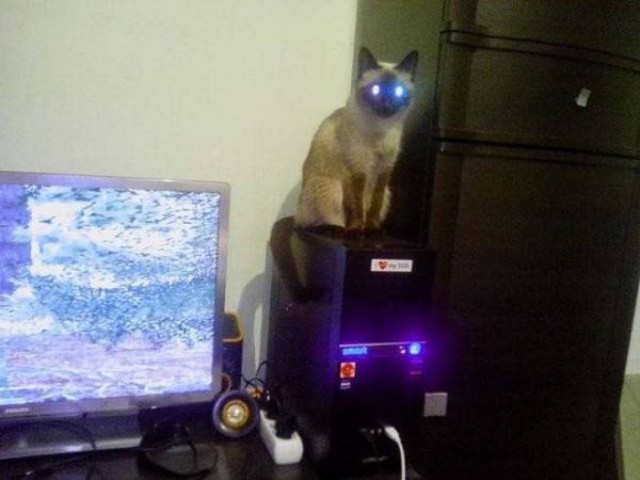 Коты и Кошки