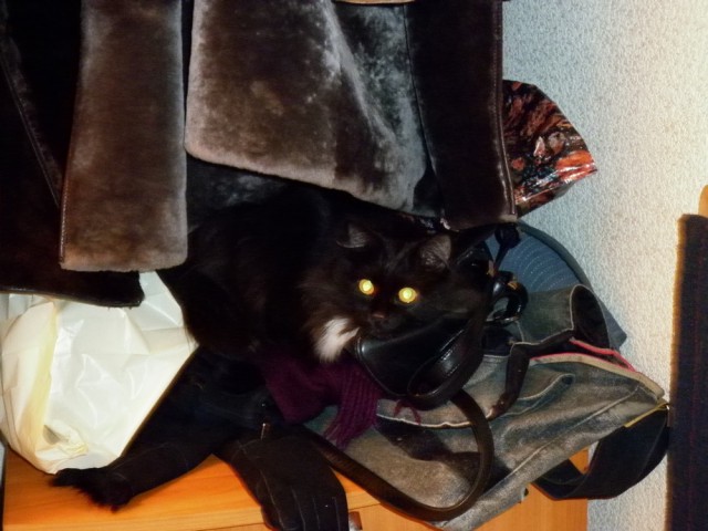 Котовторник 03.10.17.