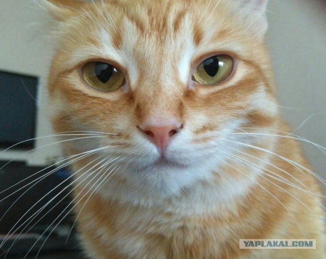 Котовторник 28.11.2017