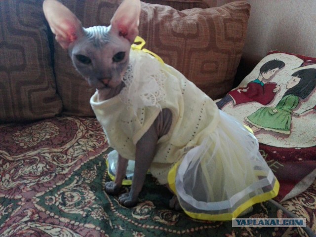 Котовторник 12.12.2017