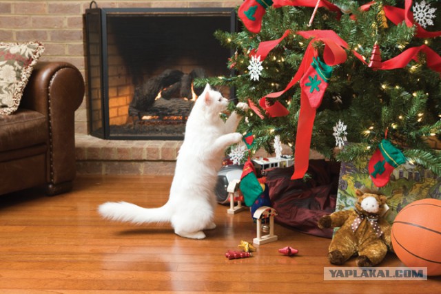 Котовторник!