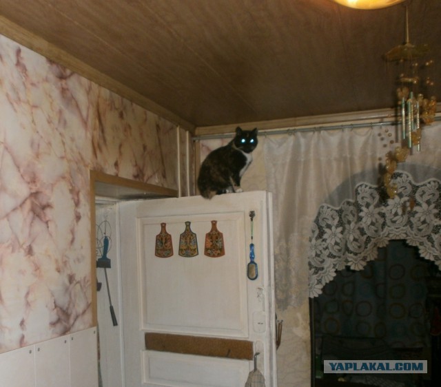 Котовторник!