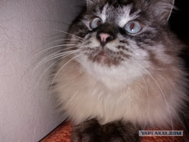 Котовторник 9.01.2018