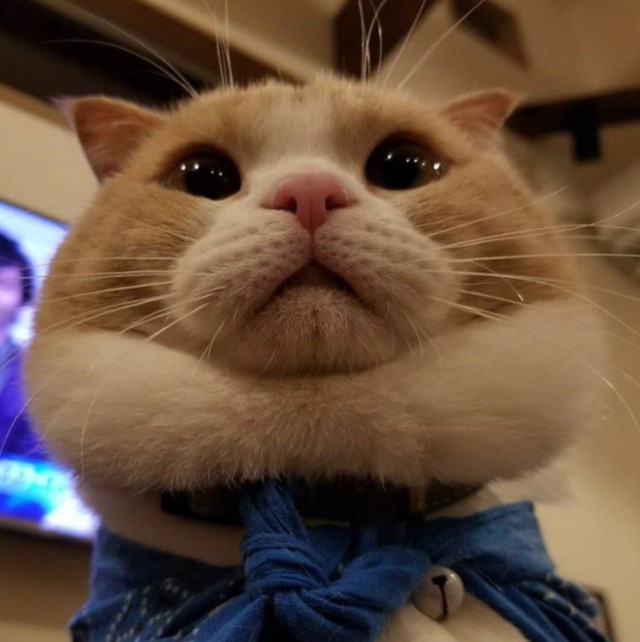 Прикольных котов пост