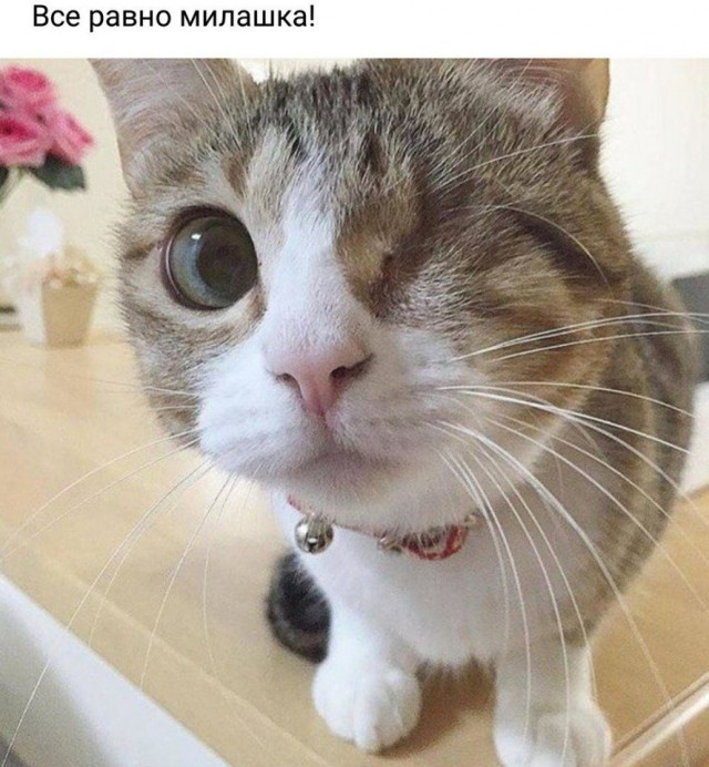 Кот без прикрас