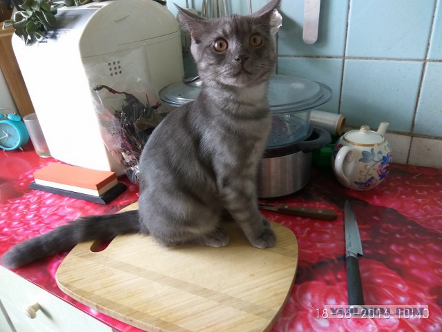 Котовторник 22.05.2018