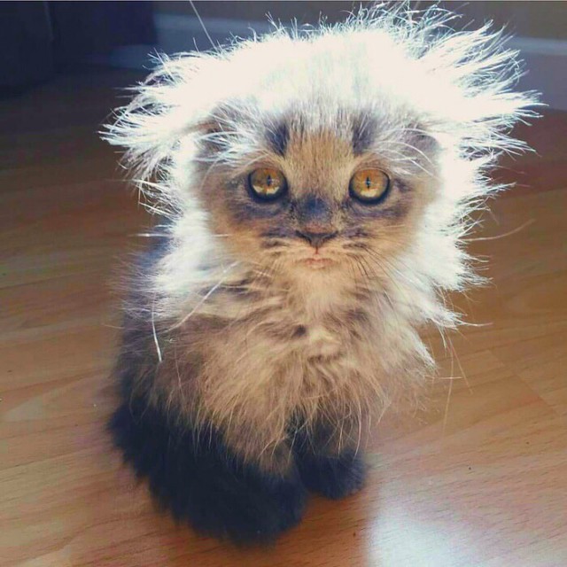 Прикольных котов пост