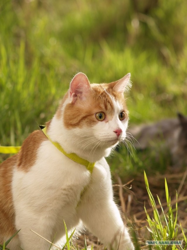 Котейкин вторник! Космический 12.04!