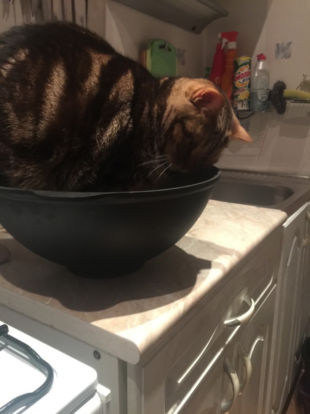 Прикольных котов пост