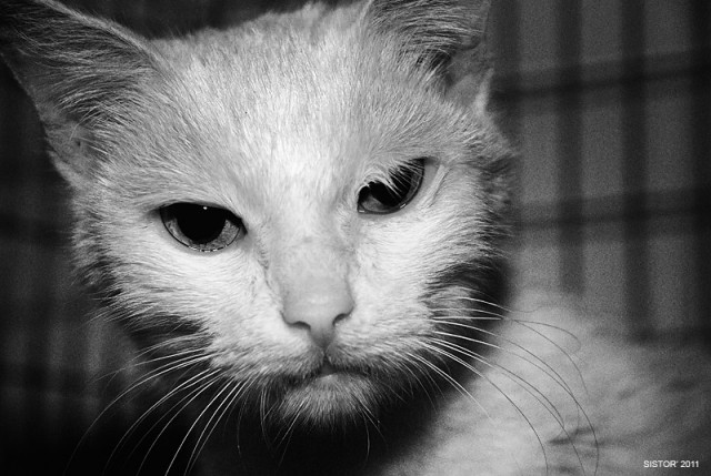 Котовторник так котовторник!