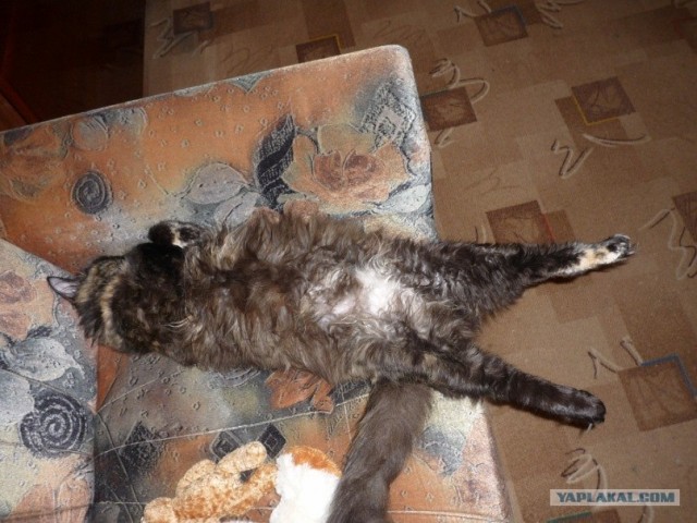 Котовторник 1.11.11