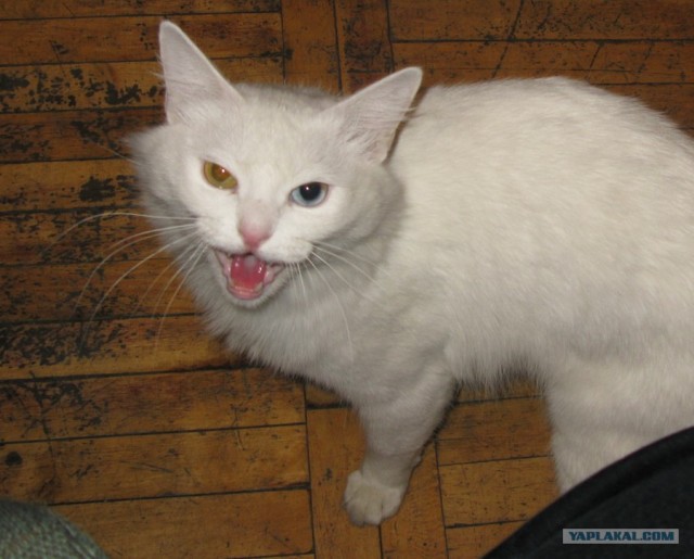 Котовторник (10.01.2012)