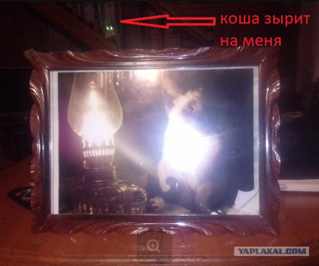 Мой кот