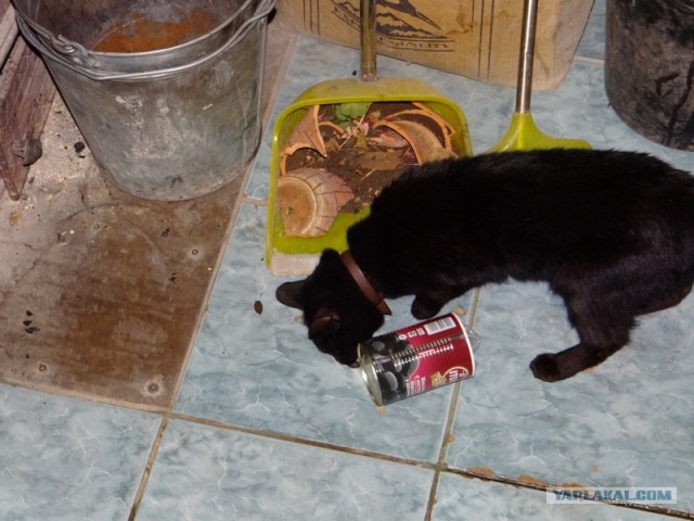 Котовторник (24. 01. 2012 )