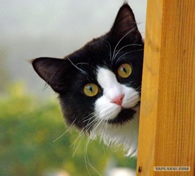 Котовторник (14.02.2012)