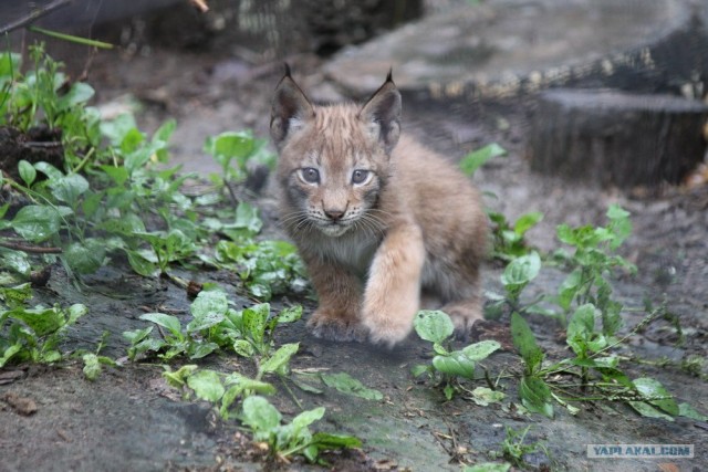 КОТОВТОРНИК (6.03.2012)