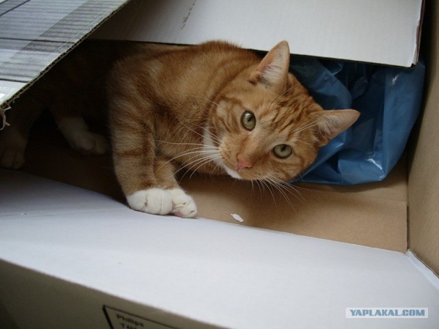 Котовторник! 13.03.2012