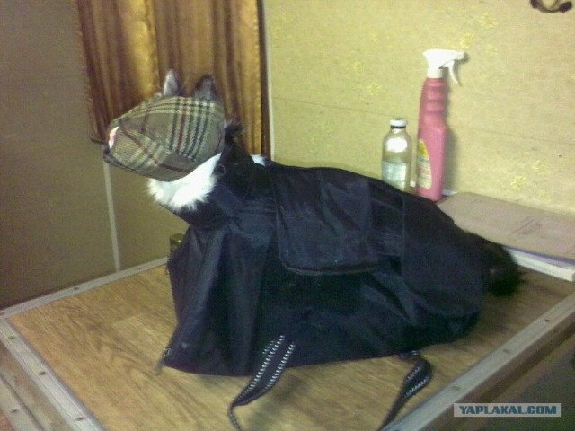 Котовторник 22.05.2012