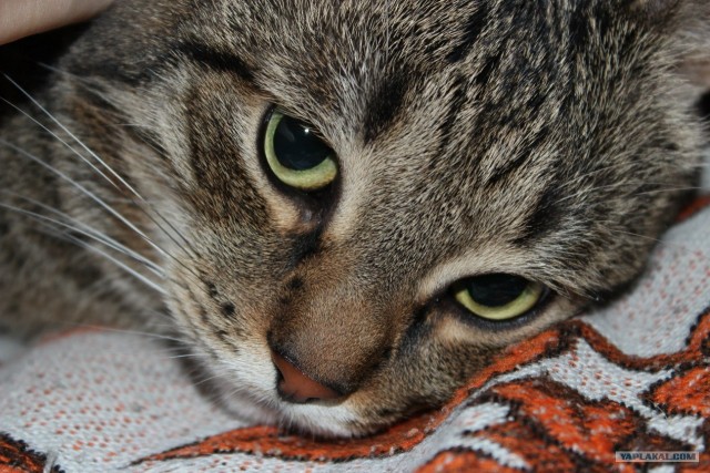 Котовторник   5.06.2012