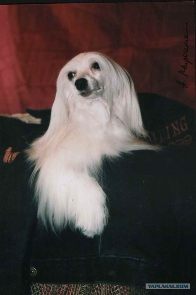 Собакочетверг 12.07.2012