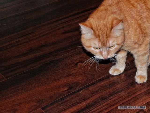 Котовторник 07.08.2012