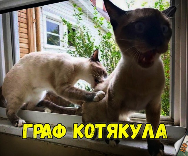 Нестандартный юмор