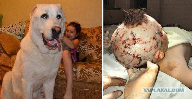 Привязал собак к машине: в Самаре разразился скандал из-за смерти двух псов