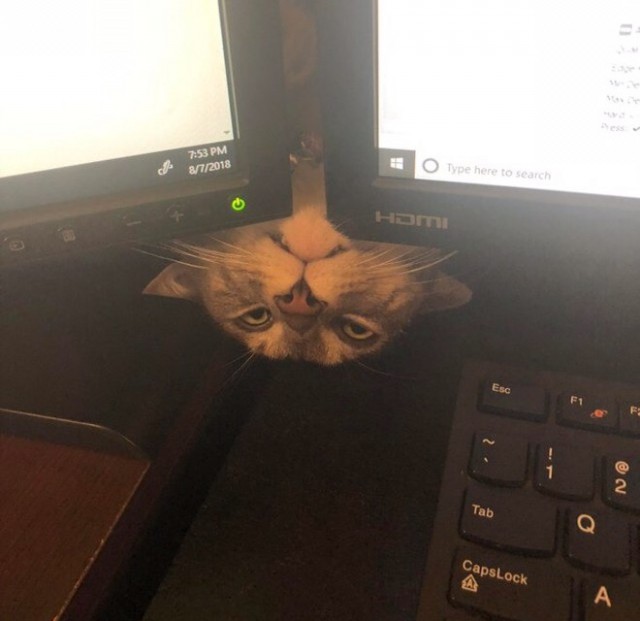 Котовторник! начнем? 04.06.19