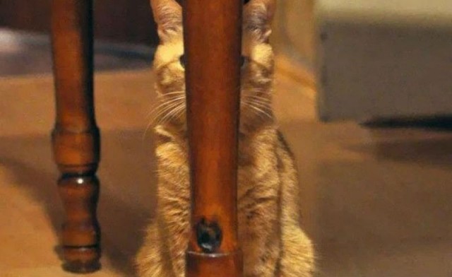Коты-ниндзя, которые в совершенстве освоили древнее боевое искусство ниндзюцу