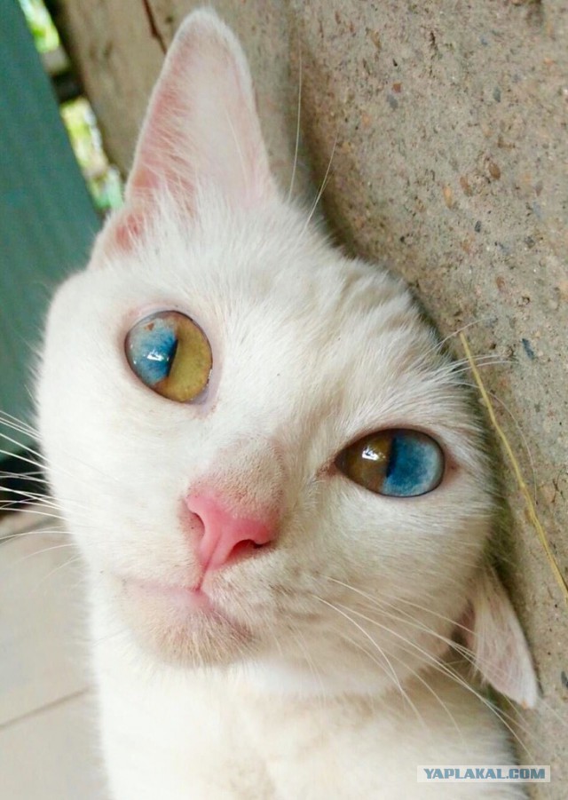 Поздно знакомиться даже с мамами с двумя?