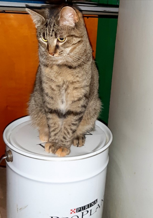 Забавные фото котеек