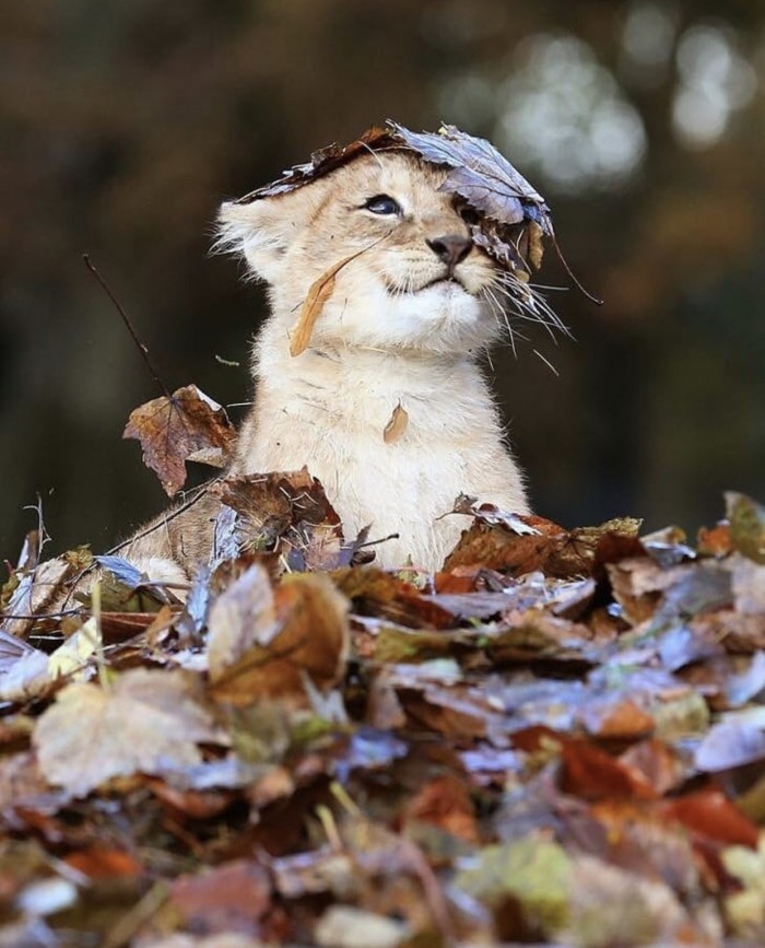 Кошки