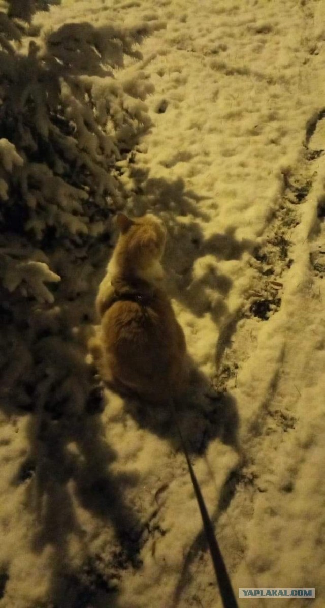 Жестокое нападение ротвейлера на рыжего кота
