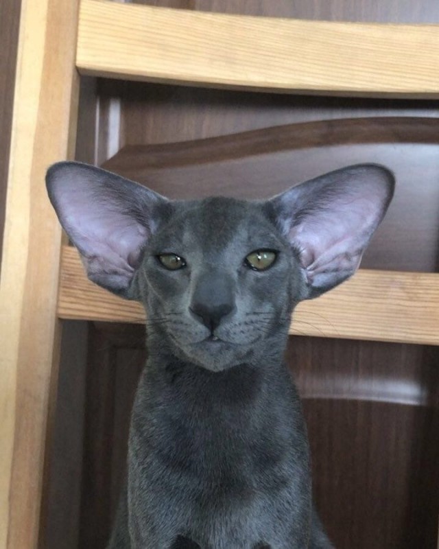 Забавные фото котеек