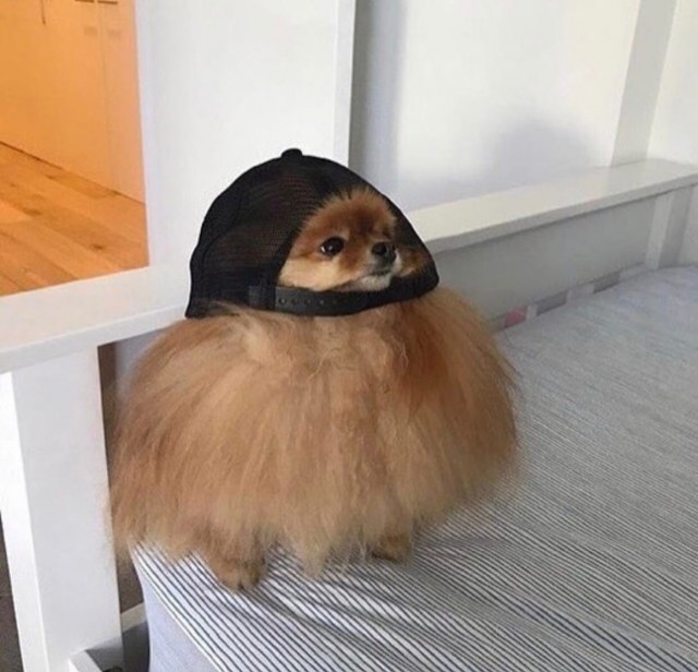 Живность из сети