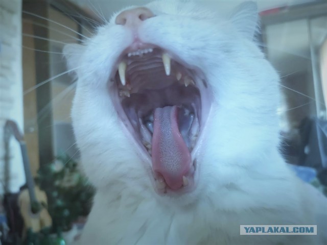 Котовторник 14.07.2020