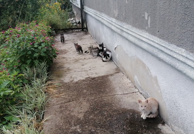 Котовторник