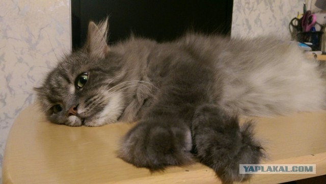 "Удоли!" Дурацкие фото котеек, которые они просили не показывать