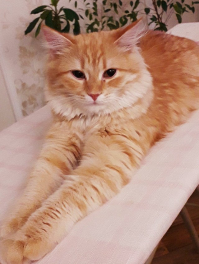 Котовторник 17.11.20