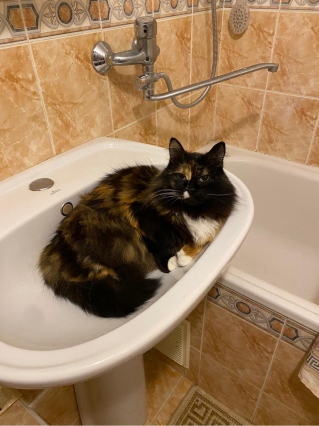 Котовторник. Добавляйте своих