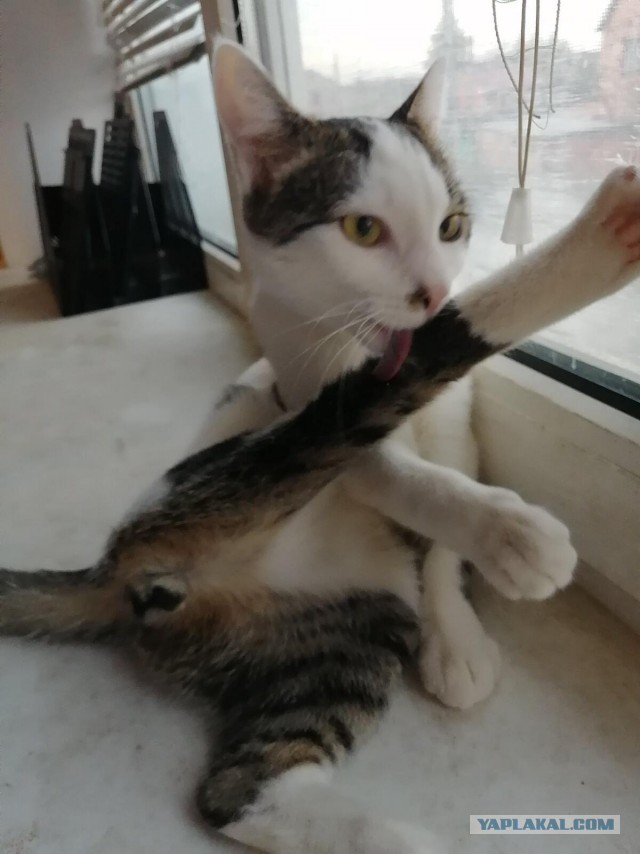 Котовторнику быть!