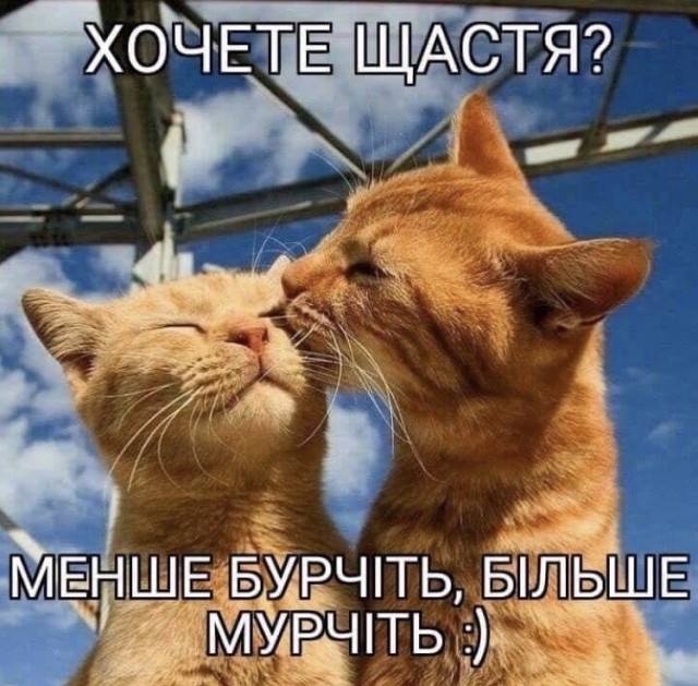 Всех кошатников с Праздником!