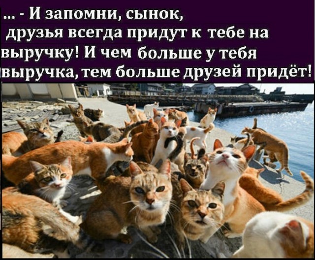 Картинки с котами и про котов