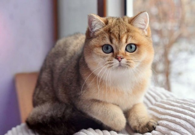 ПозитиФ Чик