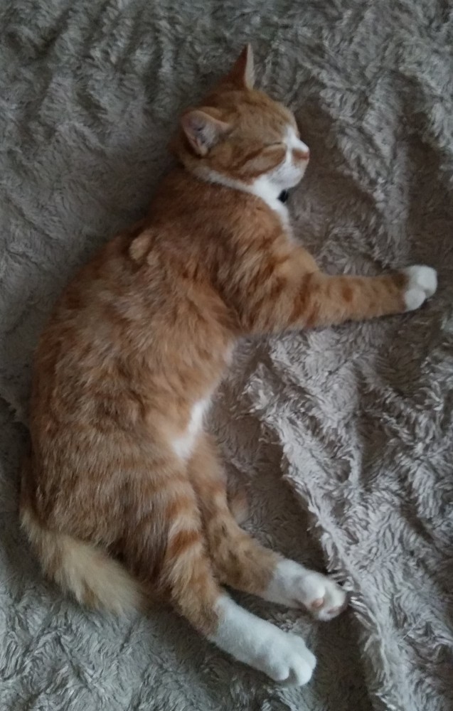 К котовторнику