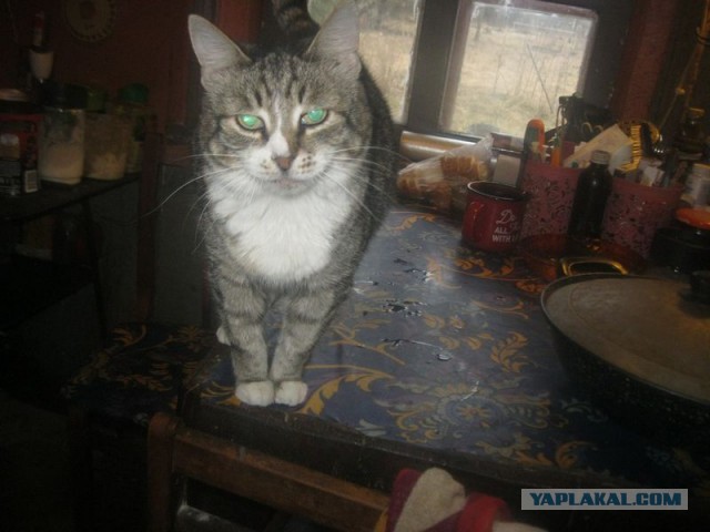 Жизнь домашнего приюта для котеек 384